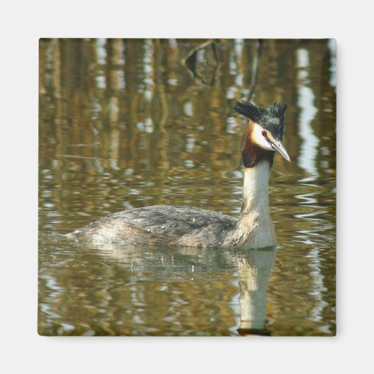 Foto Bird/Crested Grebe/Bird Lover Magne Magnet (Vorne)