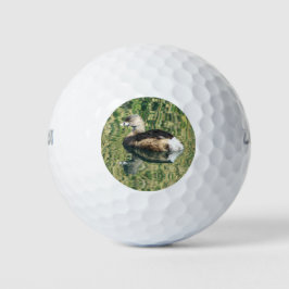 Foto Bird Little Grebe Water Reflection Nature Golfball