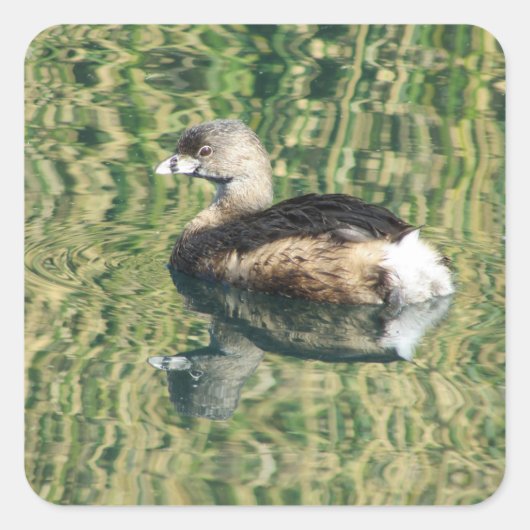 Foto Bird Little Grebe Water Reflection Nature Quadratischer Aufkleber (Vorderseite)