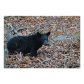 Foto "Black Bar Cub" (Vorne)