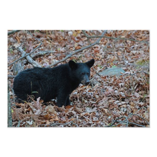 Foto "Black Bar Cub" (Vorne)