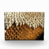 Foto-Block - getrockneter Sonnenblumenkopf Fotoblock (Vorderseite)