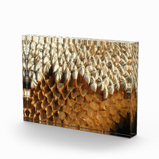 Foto-Block - getrockneter Sonnenblumenkopf Fotoblock (Rechts)