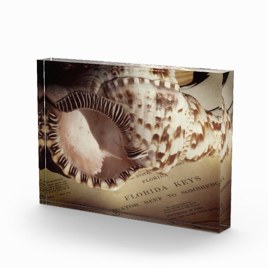 Foto-Block- Muschel der Florida-Tasten Fotoblock (Rechts)