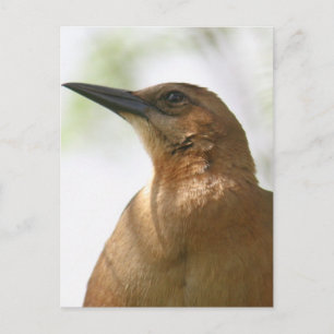 Foto "Boat Tails Grackle Bird" Postkarte