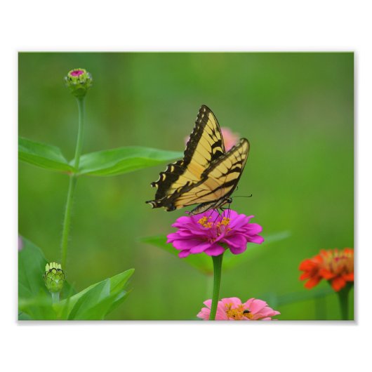 Foto Butterfly Garden (Vorne)