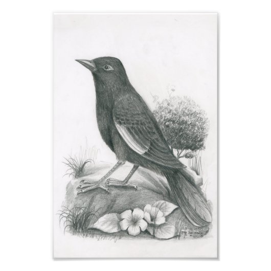 Foto Cambodian Bird 2 von Vannak Anan Prum (Vorne)