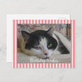 Foto Cat Postkarte (Vorne/Hinten)