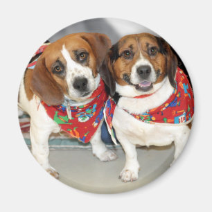 Foto der Beagle Magnet