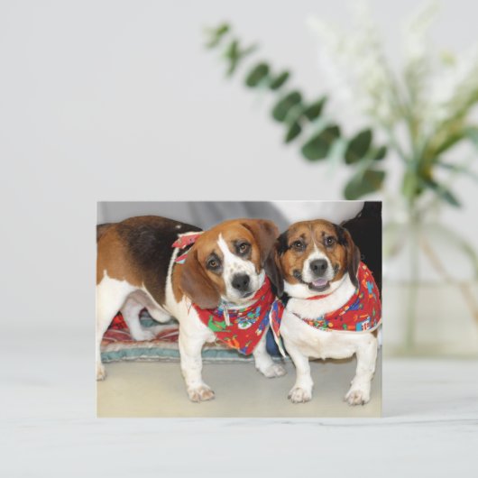Foto der Beagle Postkarte (Stehend Vorderseite)