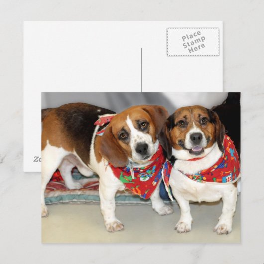 Foto der Beagle Postkarte (Vorne/Hinten)