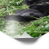 Foto der Berggorilla-Gruppe (Ecke)