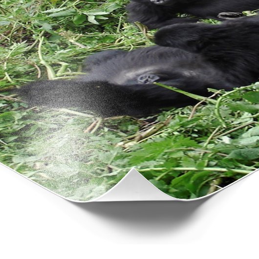 Foto der Berggorilla-Gruppe (Ecke)