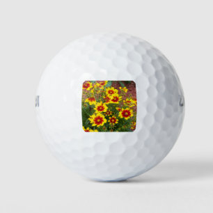 Foto der Blume AStV in sonniger Rot und Gelb Golfball