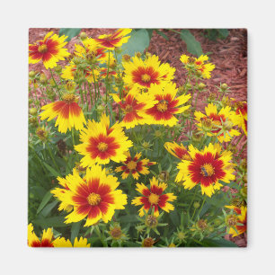 Foto der Blume AStV in sonniger Rot und Gelb Magnet