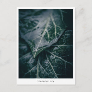 Foto der Blumenart Postkarte