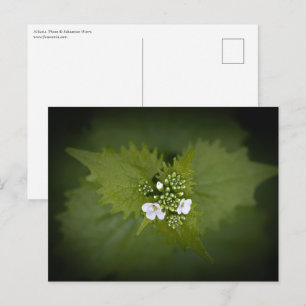 Foto der Blumenart Postkarte