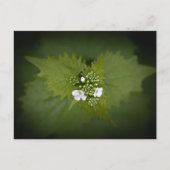 Foto der Blumenart Postkarte (Vorderseite)