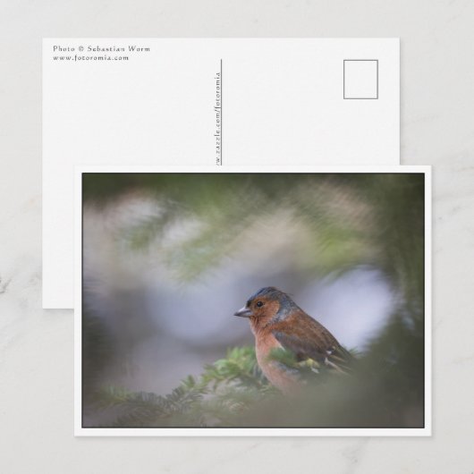 Foto der Common Chaffinch Postkarte (Vorne/Hinten)