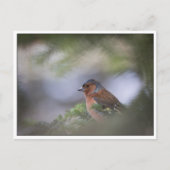 Foto der Common Chaffinch Postkarte (Vorderseite)