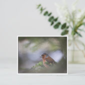 Foto der Common Chaffinch Postkarte (Stehend Vorderseite)