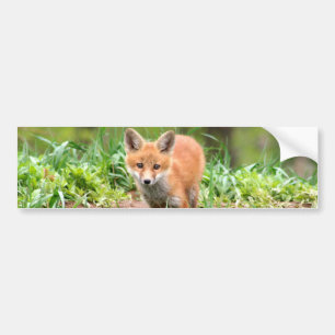 Foto der entzückenden Ausrüstung des roten Fuchs Autoaufkleber