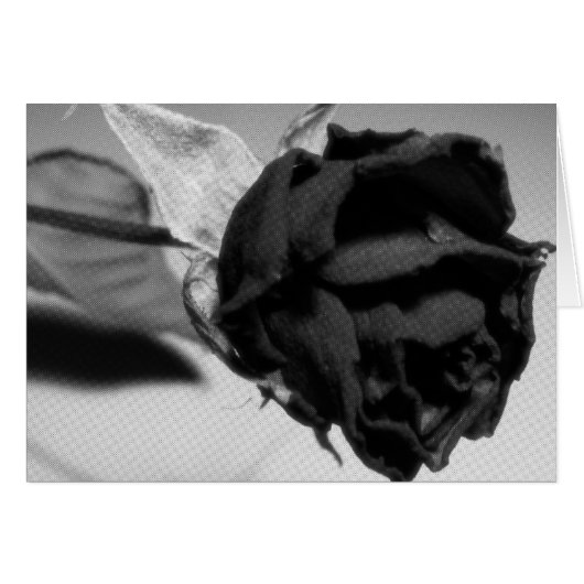 Foto der getrockneten Rose - Schwarzweiß (Vorderseite (Horizontal))