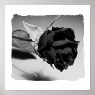 Foto der getrockneten Rose - Schwarzweiß Poster