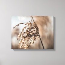 Foto der gewohnten Natur