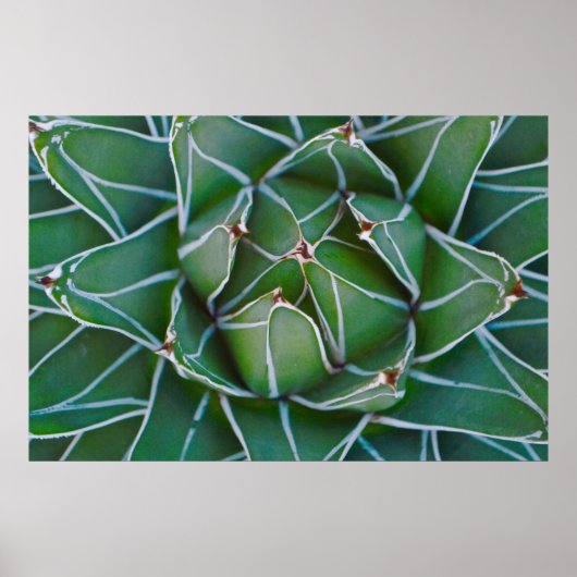 Foto der grünen und weißen Pflanze schließen Poster (Vorne)