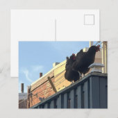 Foto der Hühner Postkarte (Vorne/Hinten)