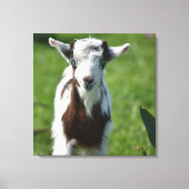 Foto der Jungziege Leinwanddruck (Vorderseite)