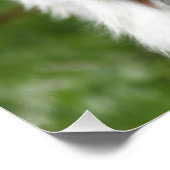 Foto der Jungziege Poster (Ecke)
