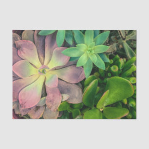 Foto der Lila, rosa und grünen Sukkulenten Pflanze Seidenpapier