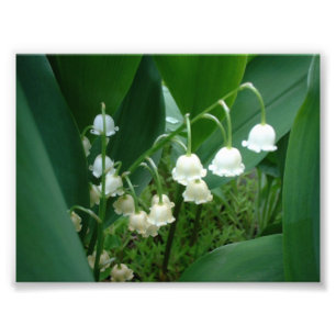 Foto der Lilie der Tal-Blumen