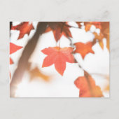 Foto der Natur im Herbst Postkarte (Vorderseite)