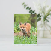 Foto der neugierigen Fuchsausrüstung Postkarte (Stehend Vorderseite)