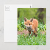 Foto der neugierigen Fuchsausrüstung Postkarte (Vorne/Hinten)