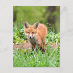 Foto der neugierigen Fuchsausrüstung Postkarte