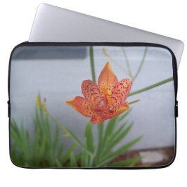 Foto der orangefarbenen BlackBerry Lily mit roten  Laptopschutzhülle