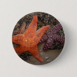 Foto der Orangen Seesterne/Sea Star Button