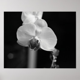 Foto der orchid-schwarzen Blume Poster
