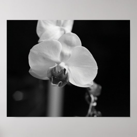 Foto der orchid-schwarzen Blume Poster (Vorne)