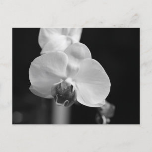 Foto der orchid-schwarzen Blume Postkarte