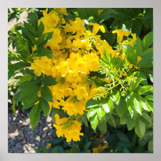 Foto der Paradise-Blume Poster