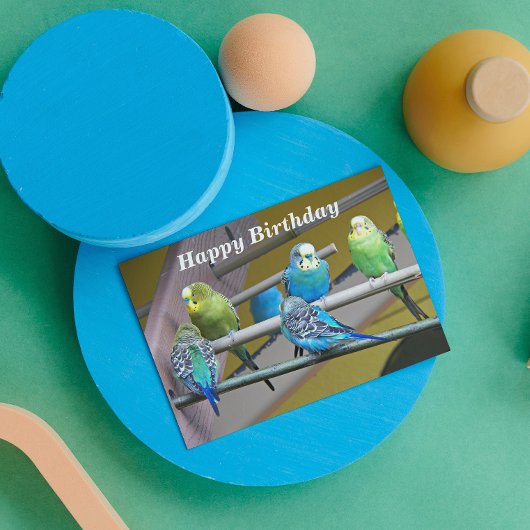 Foto der Parakeets vom ganzen Geburtstag Karte