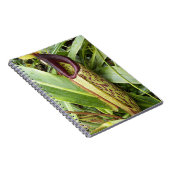 Foto der Pflanze Carnifresser Notizblock (Rechte Seite)