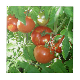 Foto der reifen roten Tomaten auf der Rebe Fliese