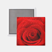 Foto der Rote Rose Hintergrund Magnet (Vorderseite/Rückseite)