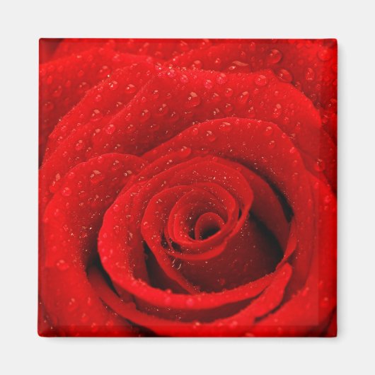 Foto der Rote Rose Hintergrund Magnet (Vorne)